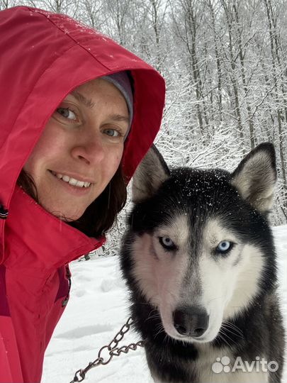 Выгул собак / Догситтер/Зооняня