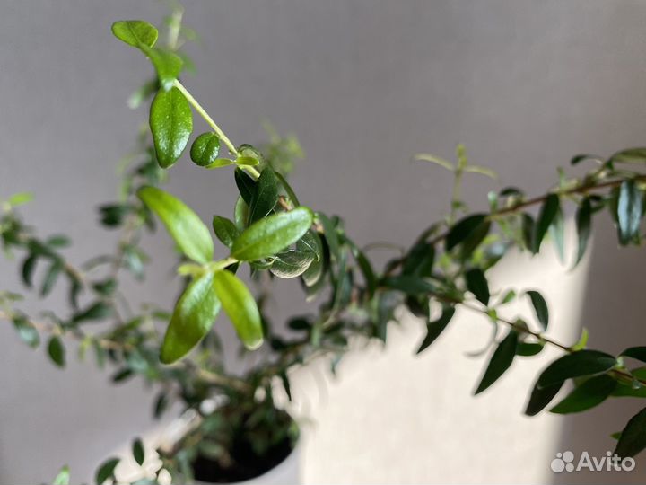 Комнатные цветы мирт