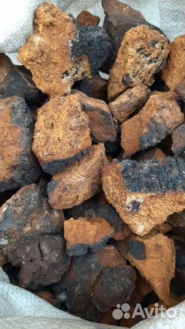 Чага березовая