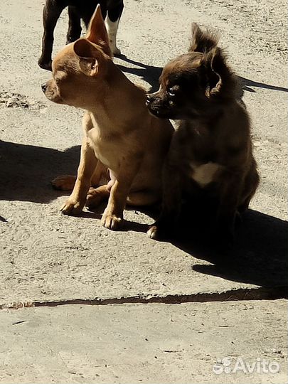 Щенки чихуахуа