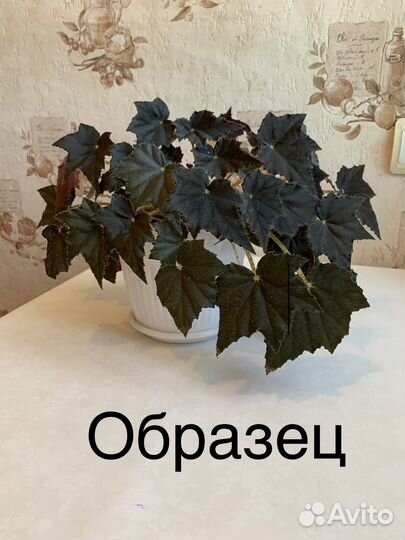 Бегония Черный бархат