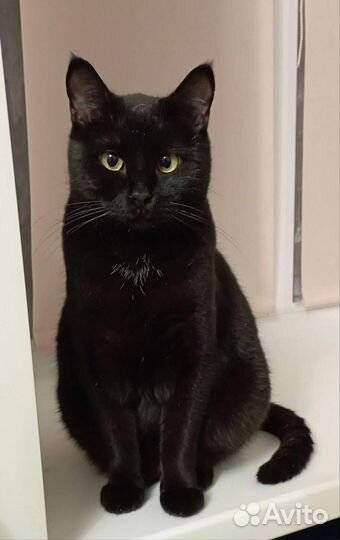 Котик Лёлик