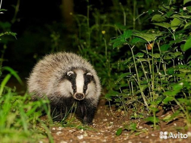 Барсучий жир