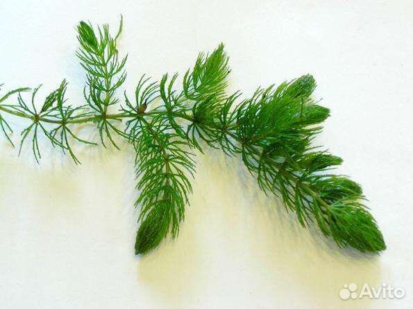 Продам аквариумные растения