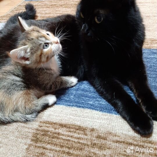 Котята