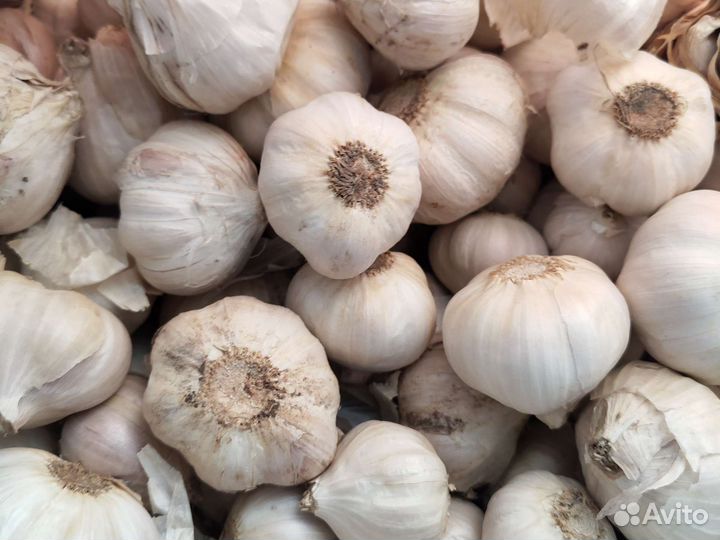 Семена чеснока