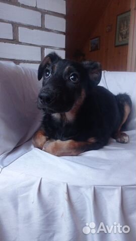 Щенок метис овчарки в добрые руки