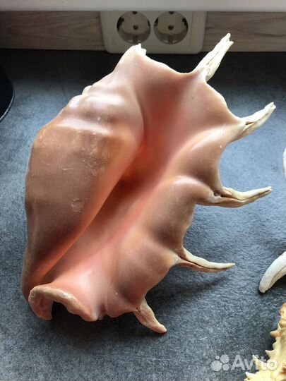 Морские ракушки раковины