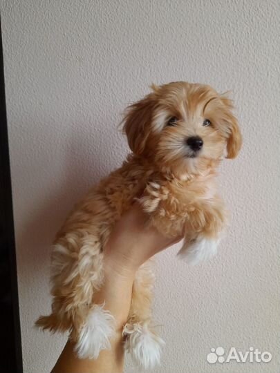 Мальтипу девочка