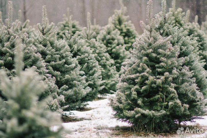 Ель живая Новогодняя Оптом