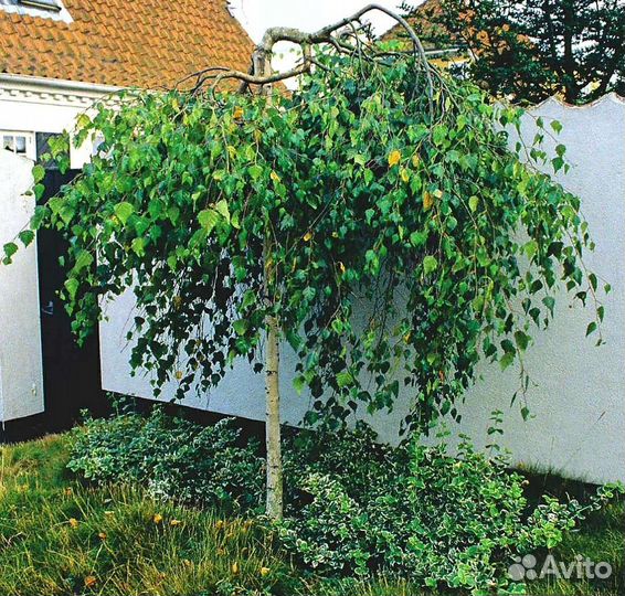 Береза Юнге