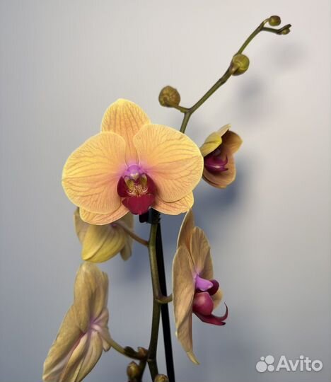 Орхидея фаленопсис