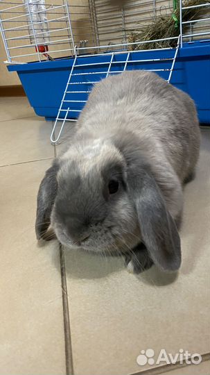 Вислоухий декоративный кролик