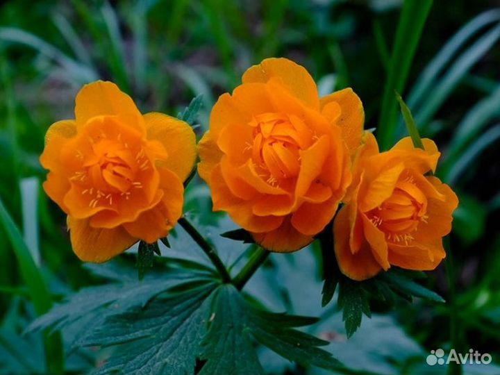 Кустарники,многолетники,девичий виноград