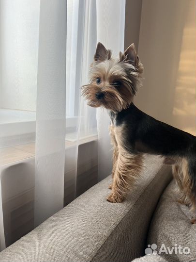 Йоркширский терьер мини вязка