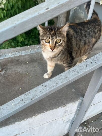 Выбросили не приученную у улице молодую кошку