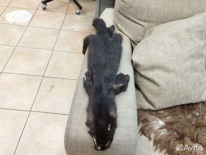 Шкура соболя