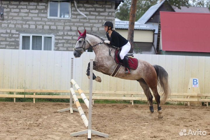 Лошадь, мерин