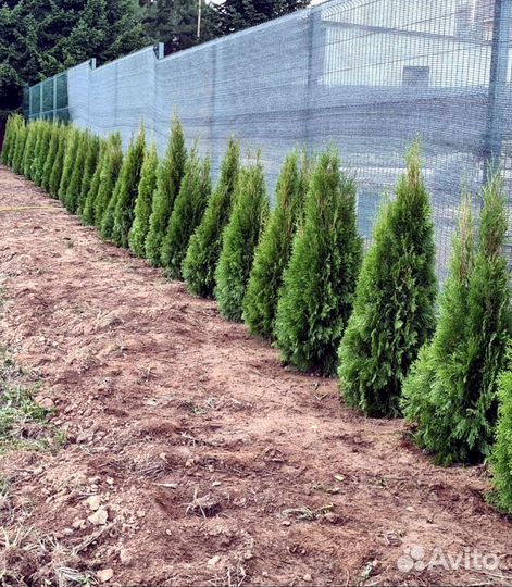 Туя западная