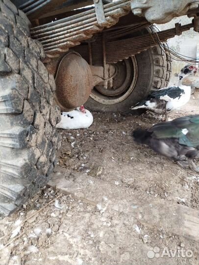 Задний мост газ-53, 3307