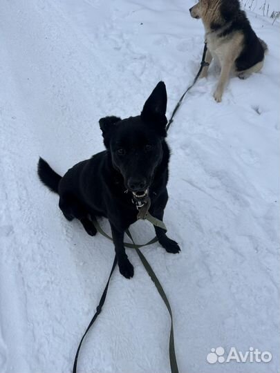 Собака в добрые руки. Прекрасный пес Джуд