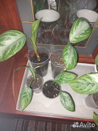 Эпипремнумы. Бронь. Пилея. Аглаонемы