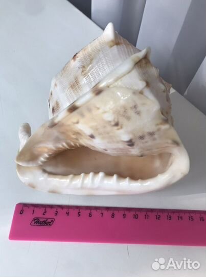 Большая морская раковина ракушка