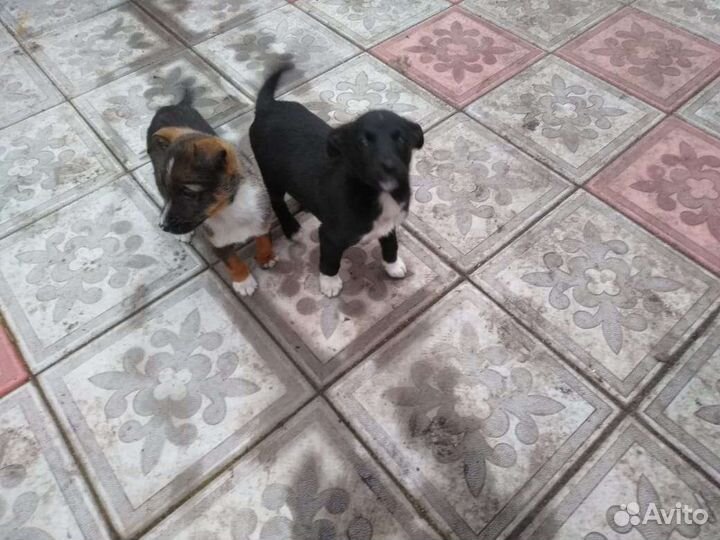 Щенки метисы питбуля