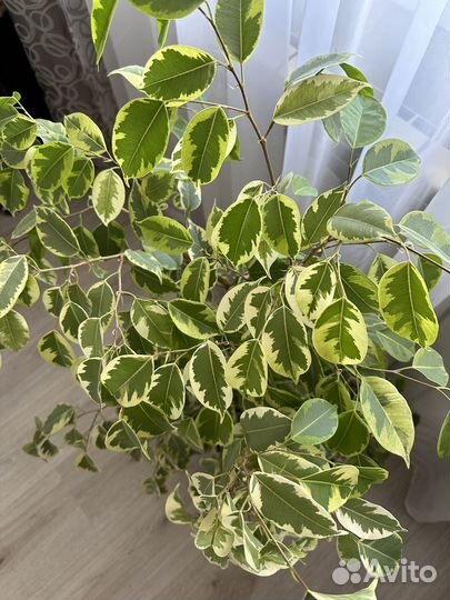 Фикус бенджамина