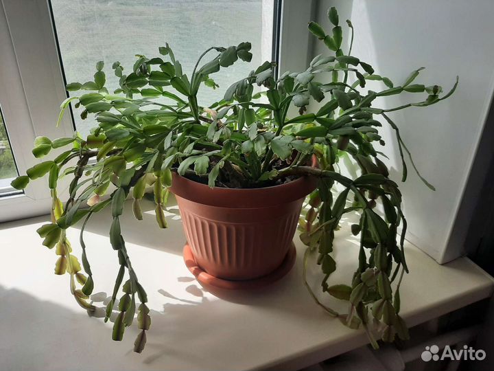 Декабрист шлюмбергера розовый