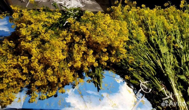 Сурепка (сурепица) и гулявник лекарственный