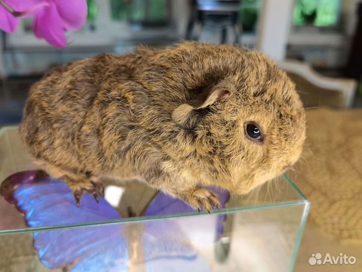 Морские свинки Кучерявые