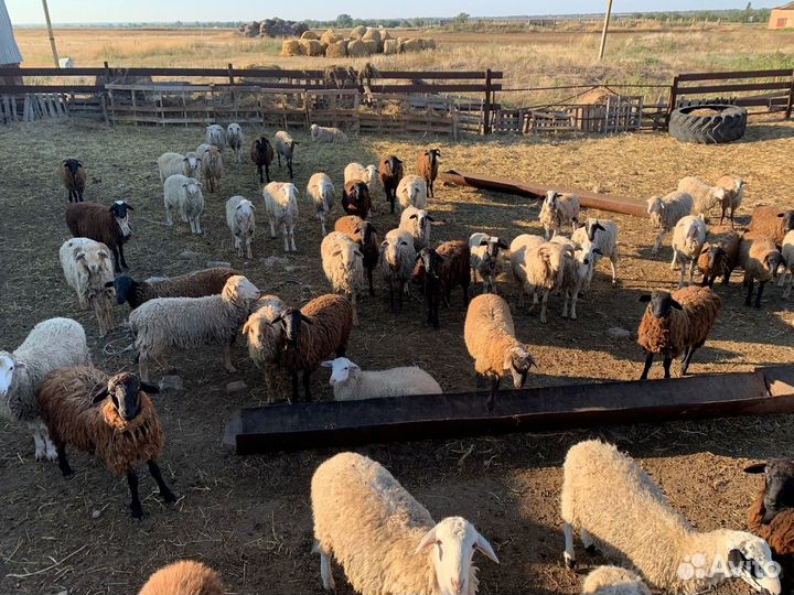 Баранчики 2023 года