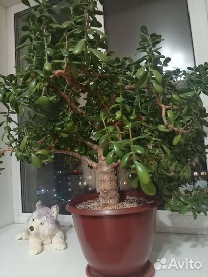 Денежное дерво