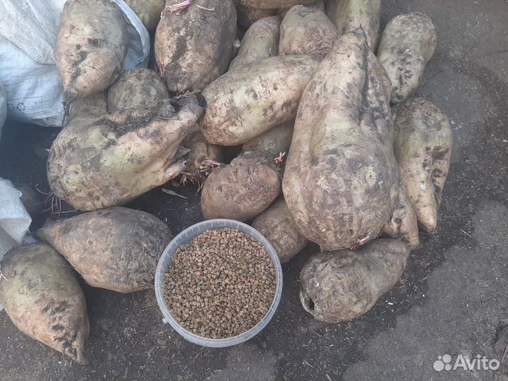 Семена свеклы полусладкой (гибрид)