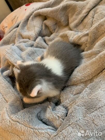 Котята отдам даром