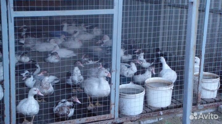 Мускусные утки шипуны красивые