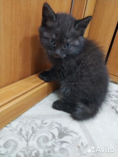 Котята от ловчей кошки