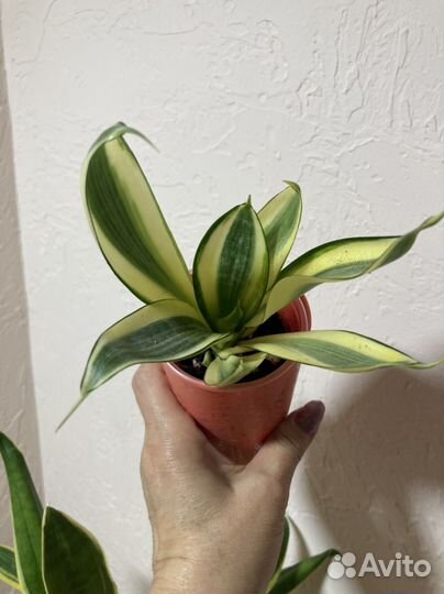 Сансевиерия голден ханни