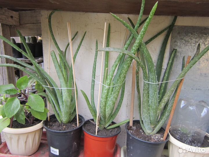 Алоэ,кактус,рэо,молочай,герань