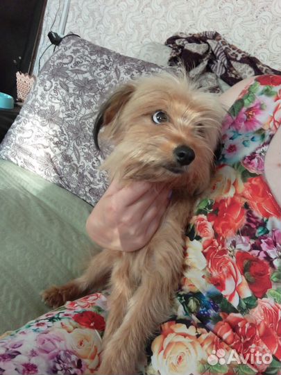 Собака бесплатно