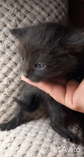 Кошка в дар