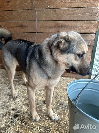 Собаке очень нужна семья