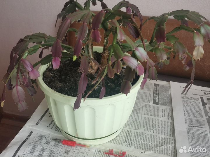 Декабрист шлюмбергера