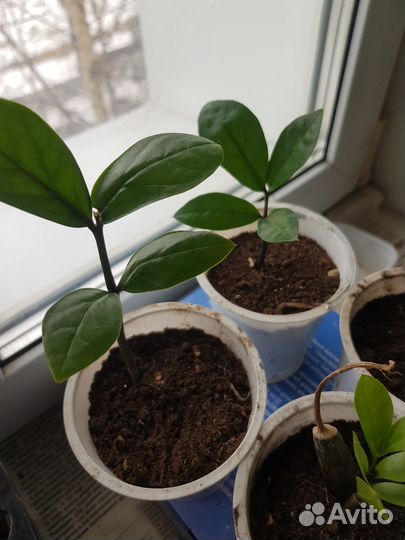 Замиокулькас, долларовое дерево