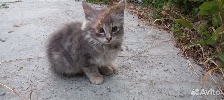 Котëнок который приносит радость