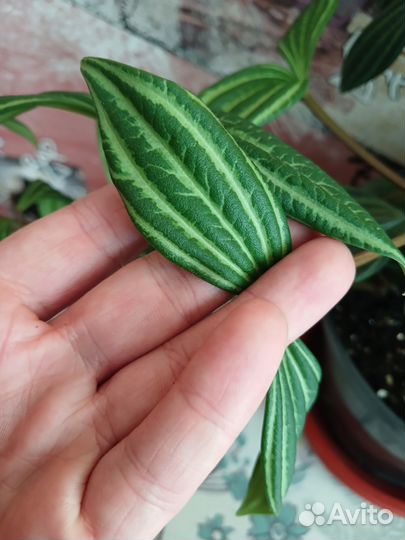 Пеперомия ангулата