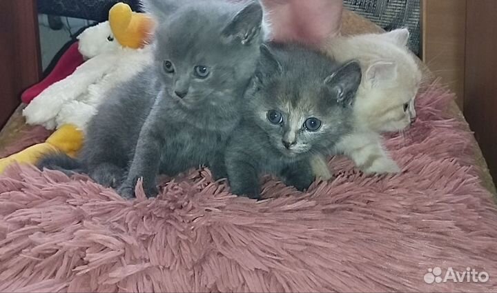 Котята в добрые руки