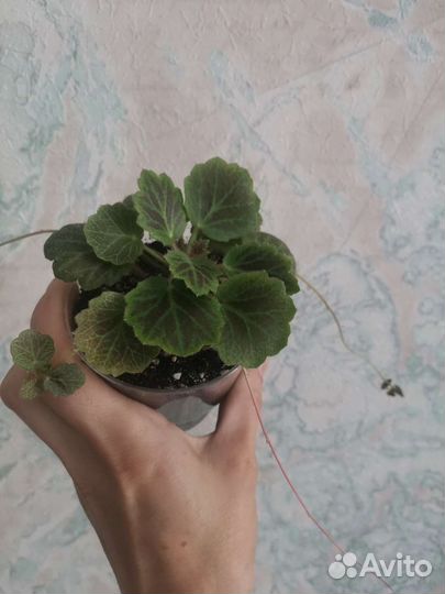 Камнеломка