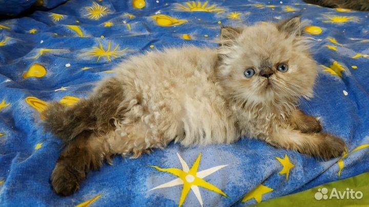 Персидские котята
